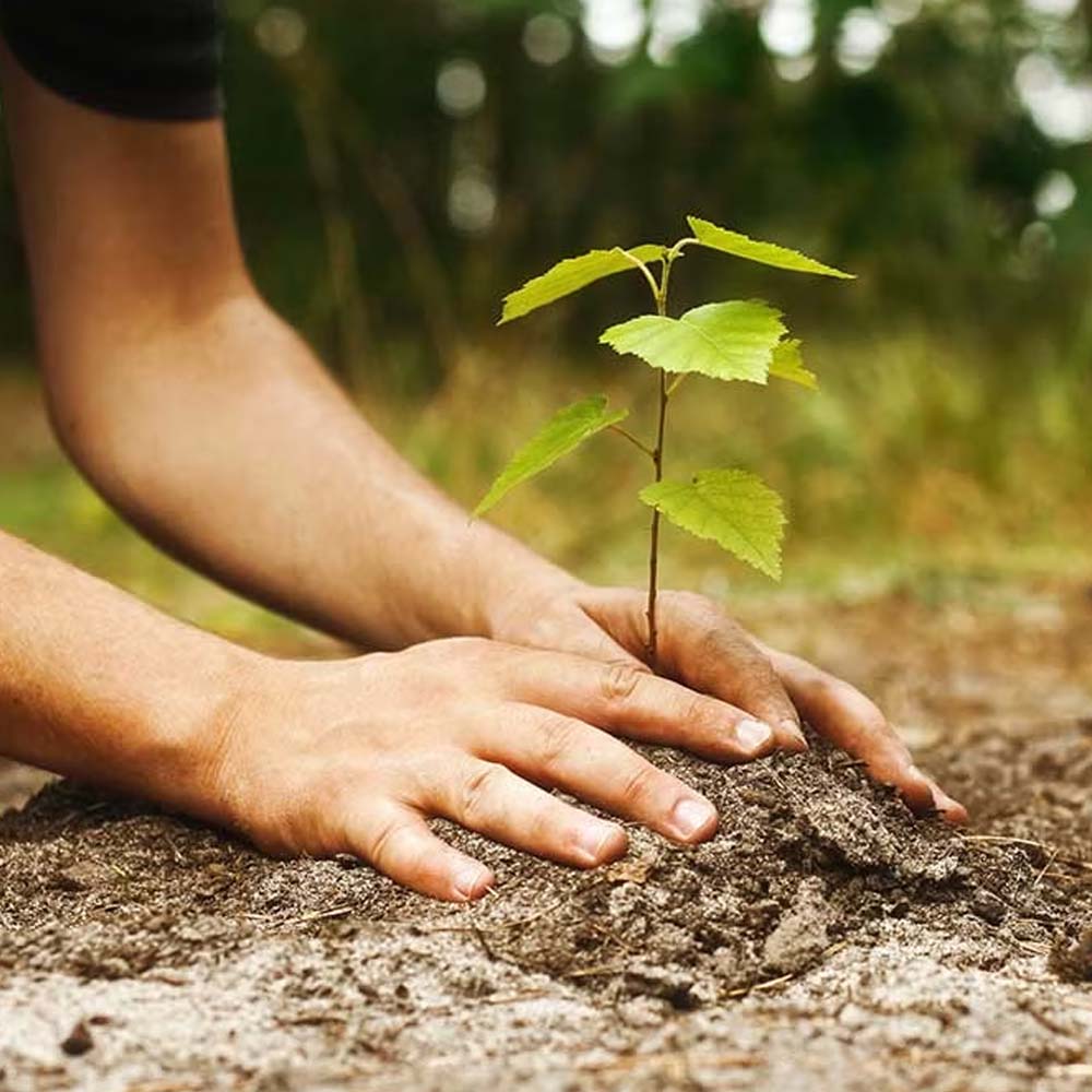 al fabricar una puerta reforestas con nosotros